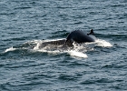 CapeCodc (2)  Cape Cod whale